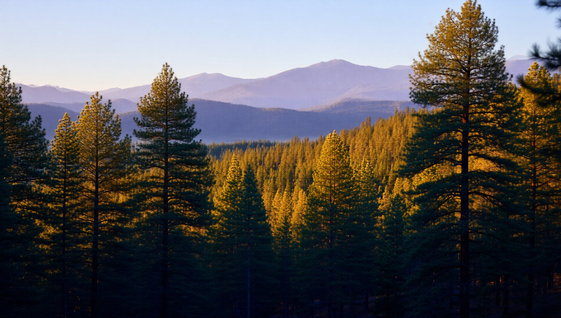 Ponderosa pine forest and San Francisco Peaks near Flagstaff, Arizona at golden hour